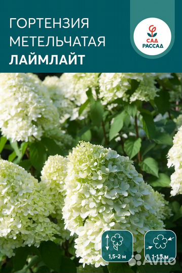 Гортензия метельчатая Лаймлайт (Limelight)