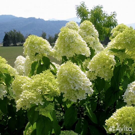 Гортензия метельчатая