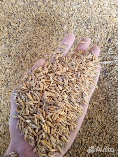 Пшеница, ячмень, овес, комбикорма