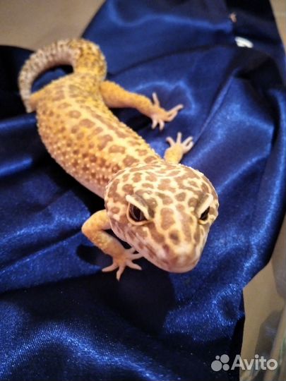 Геккон эублефар