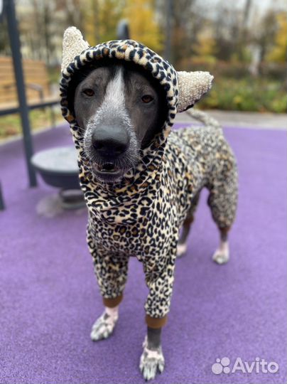 Стильная одежда для собак по вашим меркам