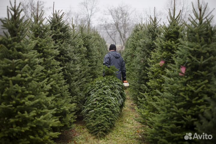 Новогодняя / Ель / Сосна / живые