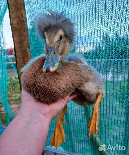 Хохлатые утки семья