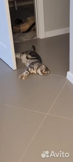 Вязка Шотландский вислоухий кот Алекс