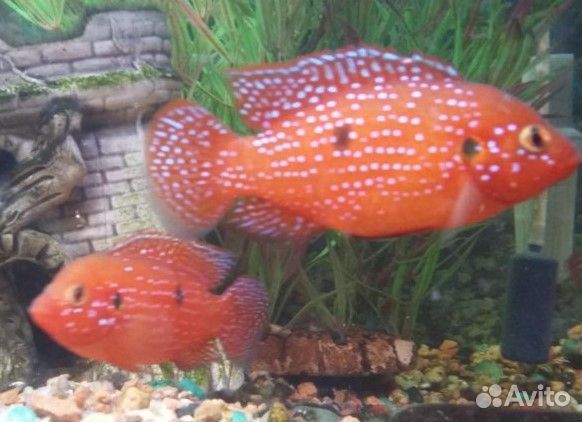 Аквариумные рыбки