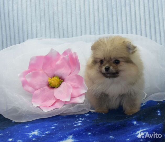 Без предоплаты.Детки померанский шпиц беби фейс