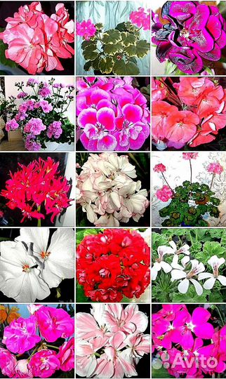 Сортовые Пеларгонии