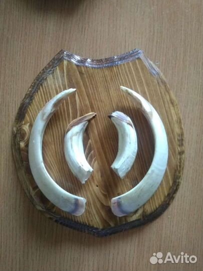 Клыки кабана