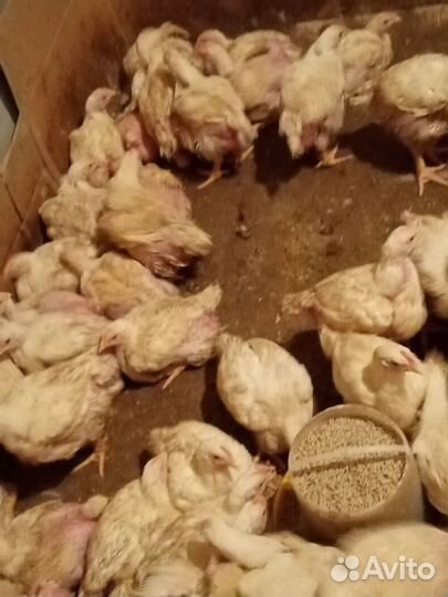 Цыплята бройлеры кобб 500
