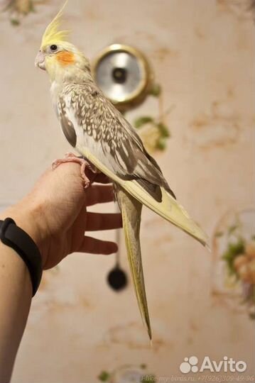 Попугай корелла. Взрослые ручные самочки