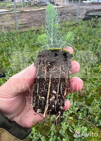 Голубая ель с зкс сеянцы