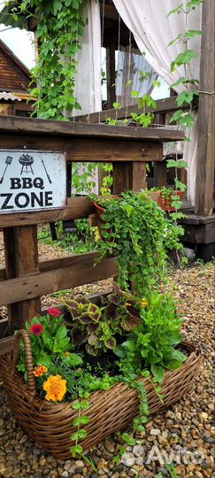 Вербейник монетчатый