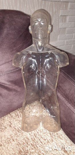 Анатомическая модель 