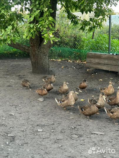 Дикая утка кряква