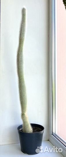 Кактус 1 метр
