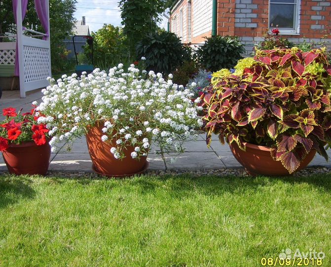 Растения декоративные сортов для дома и для сада