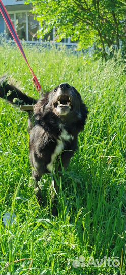 Собака в добрые руки