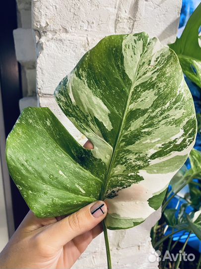 Монстера вариегатная альба. Черенки