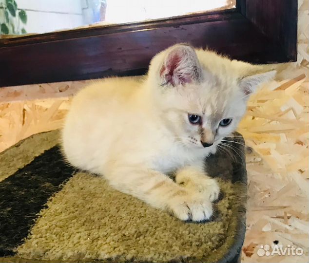 Котёнок Фрида ищет дом