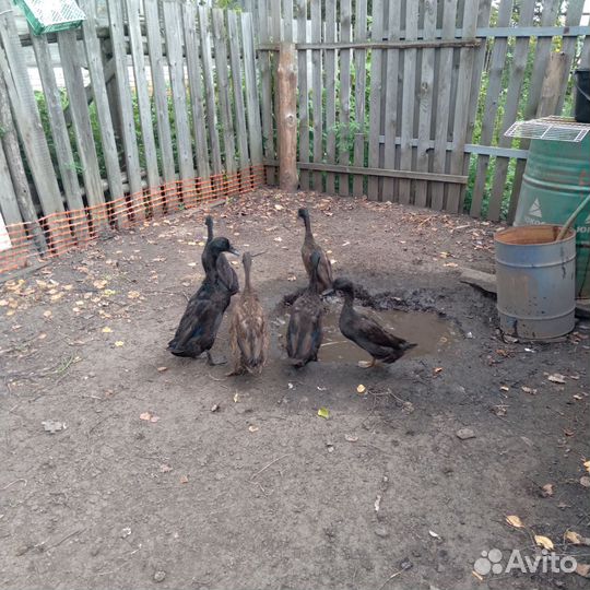 Утки индийский бегунок