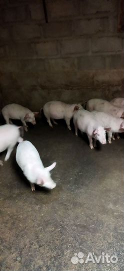 Поросята