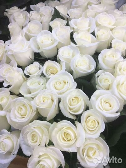 Высокие розы Гигантские розы Доставка цветов