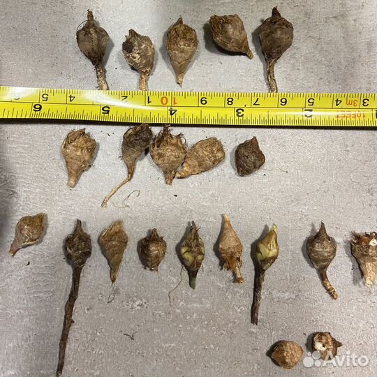 Клубни Алоказии Синуаты