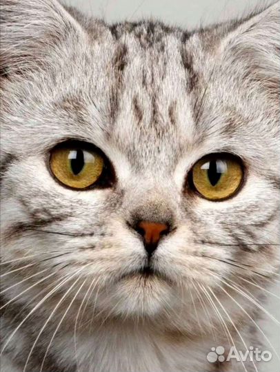 Котоняня / передержка домашних животных