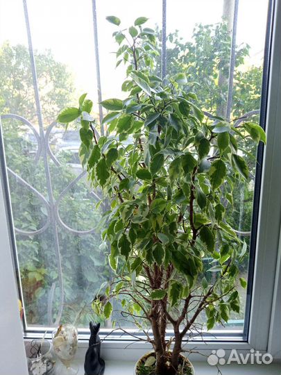 Березка- фикус бенджамина