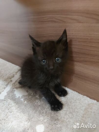 Кошки в добрые руки бесплатно