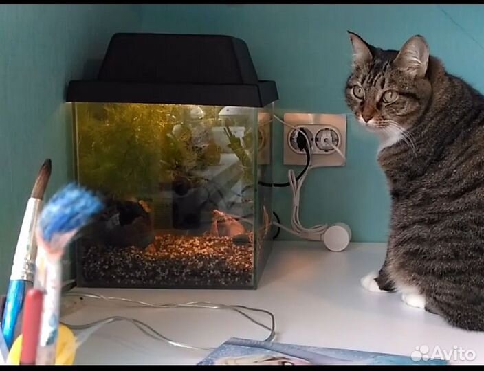 Аквариум с фильтром и светом