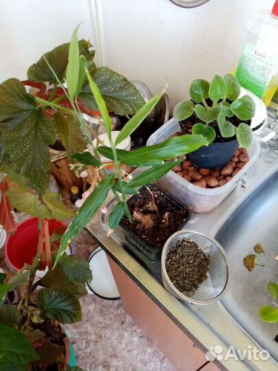 Продам цветы комнатные