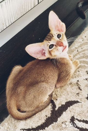 Восточные красавцы