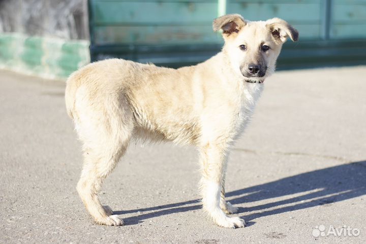 Небольшой щенок в добрые руки