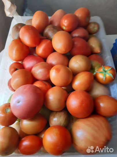 Помидоры свежие