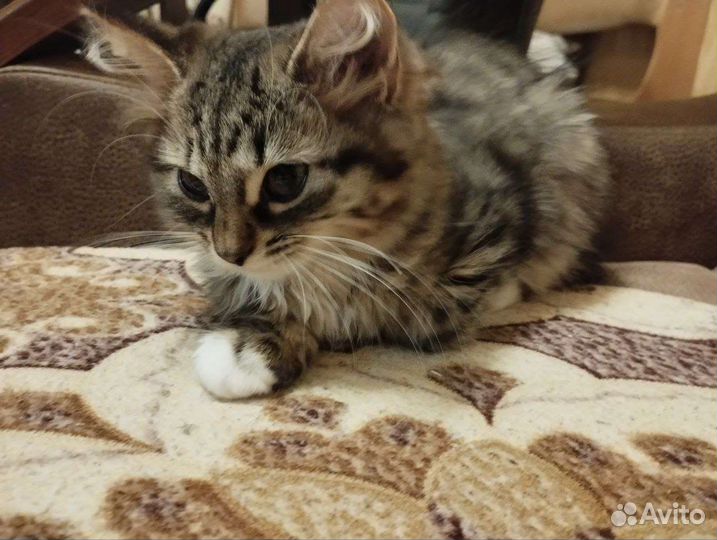 Отдадим кошечку в добрые руки