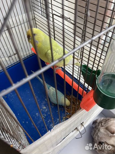 Волнистый попугай