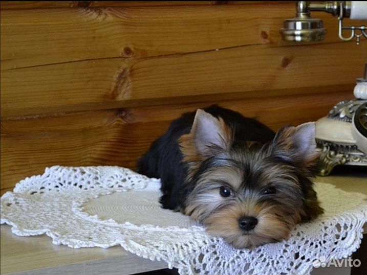 Мальчик и девочка йорка