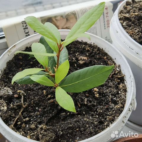 Перец острый, лавр