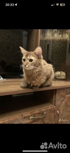 Сомалийская кошка
