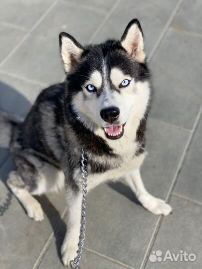 Отдам хаски в очень добрые руки
