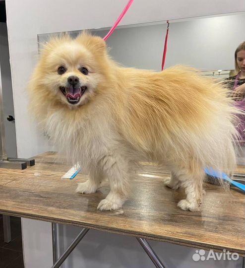 Груминг / стрижка собак