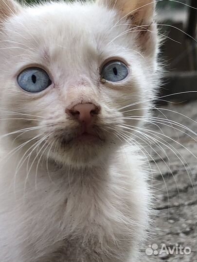 Кошка