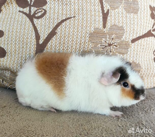 Морская свинка