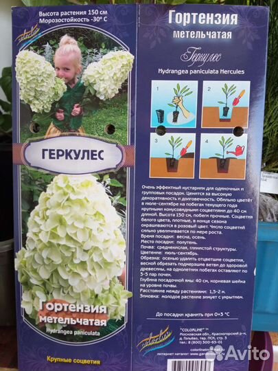 Гортензия метельчатая Геркулес, Лаймлайт и др