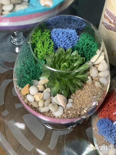 Флорариум с живыми цветами
