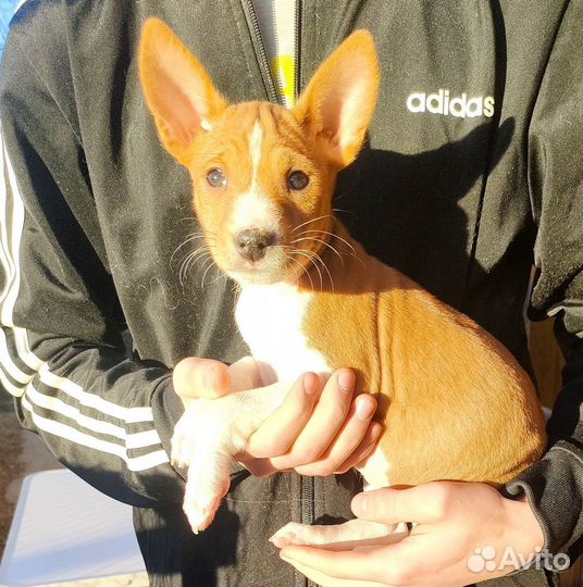 Рыже-белые щенки басенджи