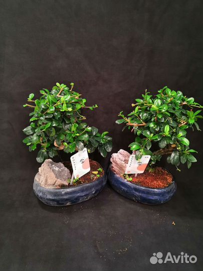 Дерево бонсай кармона 20/30