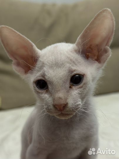 Котенок сфинкс браш