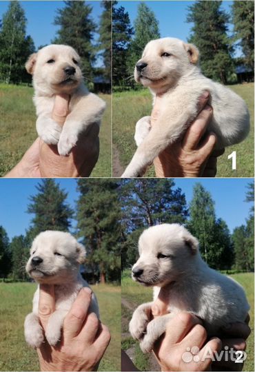 Щенки алабая